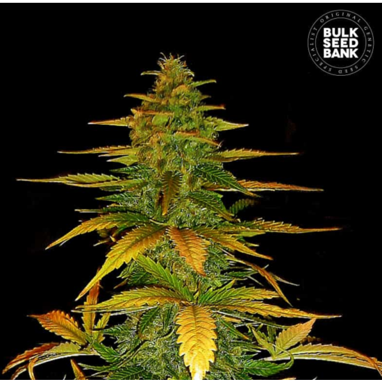 Auto WILD DWARF